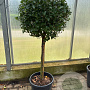 Viburnum tinus halfstam container solitair