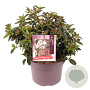 Viburnum tin. 'Eve Price' 25-30 cm 5,0L