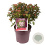 Viburnum tin. Spirit 40-45 cm 10L