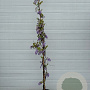 Wisteria sinensis 300 cm 20L