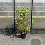 Cornus alba 'Sibirica' 80-100 cm 7,5L
