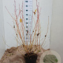 Cornus sang. 'Midwinter Fire' 60-80 cm 7,5L