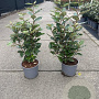 Elaeagnus ebb. 'Compacta' 40-60 cm 3,0L