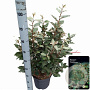 Elaeagnus ebb. 'Compacta' 70-80 cm 10L