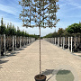 Elaeagnus ebb. 'Compacta' 8-10 HO 45L lei 150x120