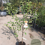 Malus d. 'Elstar' laagstam 7,5L