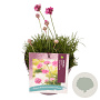 Armeria mar. 'Abbey Deep Rose' GM 2,0L