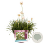 Armeria m. 'Abbey White' GM 2,0L