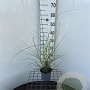 Miscanthus sin. 'Gracillimus' 30-40 cm C1.3