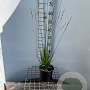 Molinia caerulea 'Heidebraut' 40-50 cm 2,5L