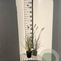 Pennisetum al. 'Hameln' 30-40 cm C1.3