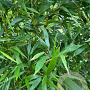 Phyllostachys bissetii 175-200 cm 10L