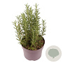 Rosmarinus officinalis 20-25 cm 2,0L