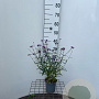 Verbena bon. 'Lollipop' 30-40 cm C1.3