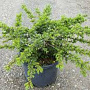 Cedrus l. 'Nana' halfstam container