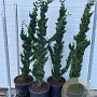 Chamaecyparis l. 'Wissel's Saguaro' 150-175 cm 25L
