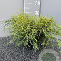 Chamaecyparis p. 'Sungold' 40 cm 2,0L