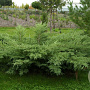 Juniperus virg. 'Hetz' GM container solitair