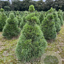 Pinus nigra nigra 125-150 cm draadkluit