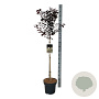 Prunus cer. 'Nigra' 90 cm stam 15L