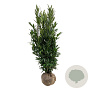 Prunus l. Renault Ace 175-200 cm met kluit extra