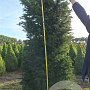 Taxus baccata 225-250 cm met kluit