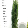 Taxus b. 'Fastigiata Robusta' 100-120 cm met kluit