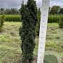 Taxus b. 'Fastigiata Robusta' 120-130 cm met kluit 
