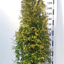Thuja occ. 'Brabant' 150-175 cm 20L