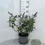 Buddleja 'White Ball' 30-40 cm 5,0L