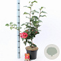 Camellia j. 'Dr King' 60-70 cm 5,0L