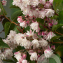Deutzia rosea 40-50 cm 3,0L