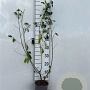 Frangula alnus 80-100 cm 2,0L