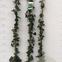 Hedera hibernica 125-150 cm 2,0L