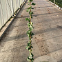 Hedera hibernica 125-150 cm 2,5L met stok