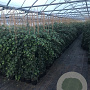 Hedera hibernica 150-175 cm 3,0L met stok