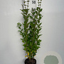 Ligustrum ovalifolium 80-100 cm 3,0L