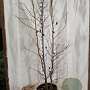 Liquidambar styraciflua 200-225 cm 35L solitair