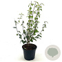 Philadelphus 'Lemoinei' 40-50 cm 3,0L