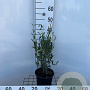 Phillyrea angustifolia 30-40 cm 3,0L