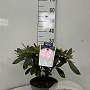 Rhododendron (Y) 'Marlis' 25-30 cm 5,0L