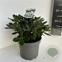 Rhododendron yakushimanum 25-30 cm 5,0L