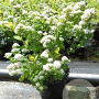 Spiraea betulifolia 'Tor' 30-40 cm 3,0L