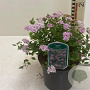Spiraea jap. 'Little Princess' 25-30 cm 3,0L