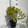 Spiraea jap. Magic Carpet 30-40 cm 3,0L