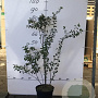 Spiraea vanhouttei 60-80 cm 5,0L