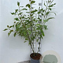 Cornus alba 'Gouchaultii' 100-125 cm 5,0L