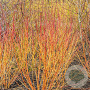 Cornus sang. Winterflame 40-50 cm 5,0L
