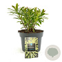 Euphorbia 'Ascot Rainbow' GM 2,0L