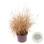 Pennisetum orientale GM 2,0L